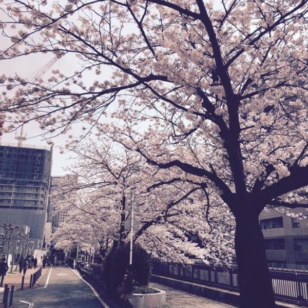 ☆横浜の桜はまだまだ咲いてます☆